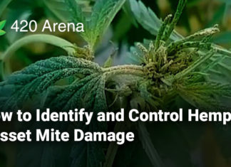 How to Identify and Control Hemp Russet Mite Damage