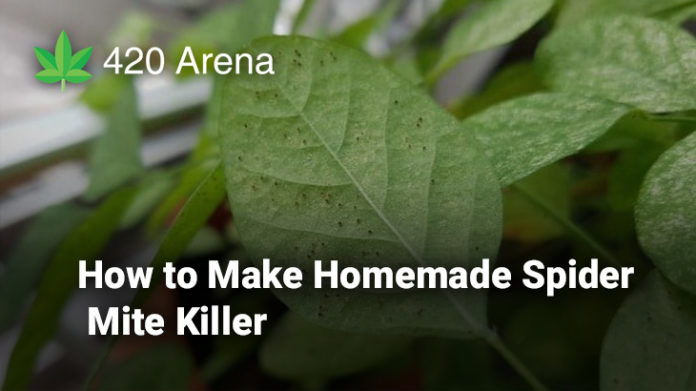 How to Make Homemade Spider Mite Killer