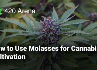 How to Use Molasses for Cannabis