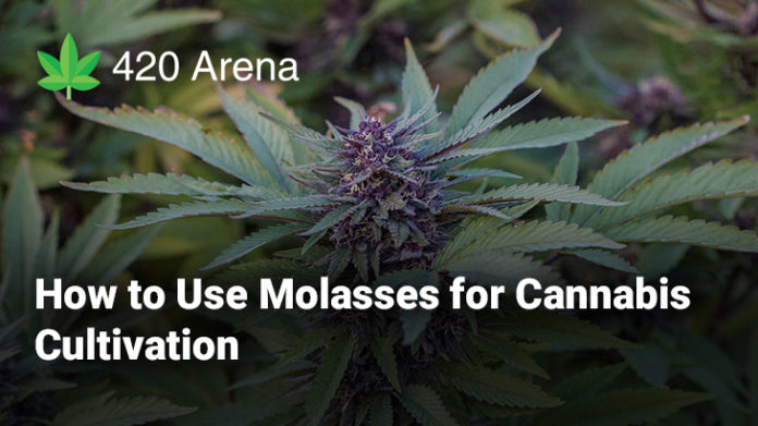 How to Use Molasses for Cannabis