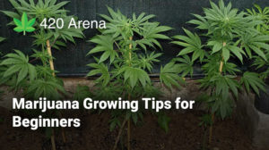 25 Best Marijuana Growing Tips For Beginners - The Complete Guide