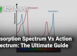 Absorption Spectrum Vs Action Spectrum