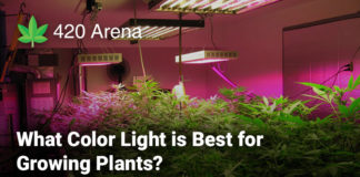 What Color Light is Best for Growing Plants