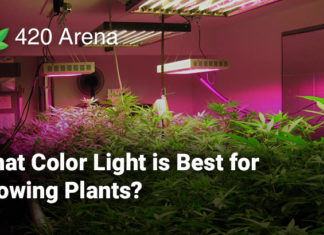 What Color Light is Best for Growing Plants