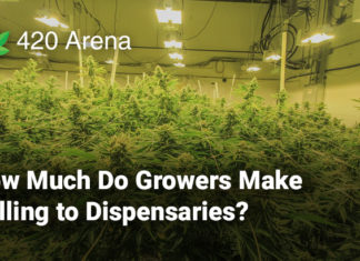 How Much Do Growers Make Selling to Dispensaries