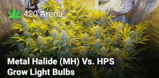 Metal Halide (MH) Vs. HPS Grow Light Bulbs