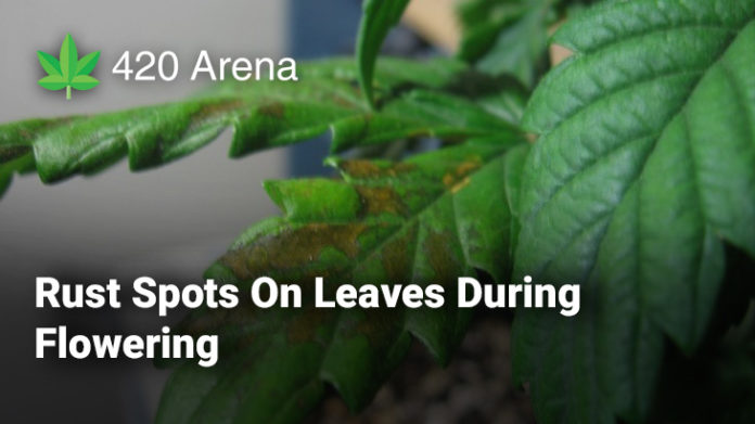 Rust Spots On Leaves During Flowering