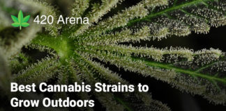Best Cannabis Strains to Grow Outdoors