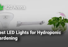 Best LED Lights for Hydroponic Gardening