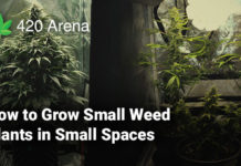 How to Grow Small Weed Plants in Small Spaces