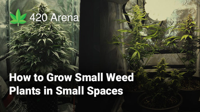 How to Grow Small Weed Plants in Small Spaces