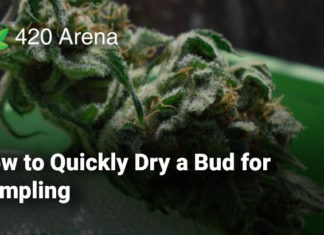 How to Quickly Dry a Bud for Sampling