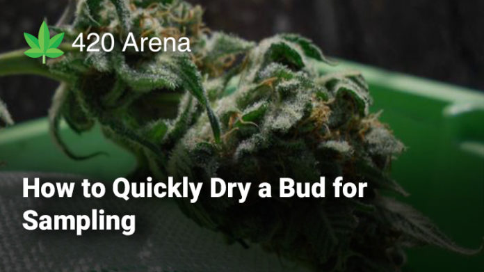How to Quickly Dry a Bud for Sampling