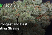 Strongest and Best Sativa Strains