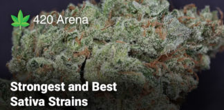 Strongest and Best Sativa Strains