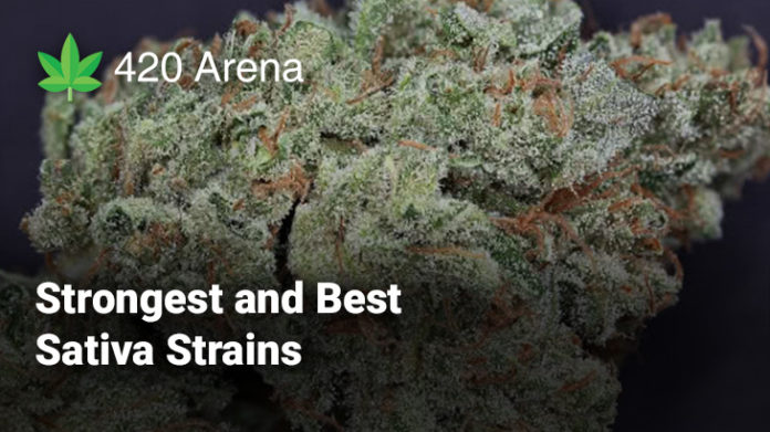 Strongest and Best Sativa Strains